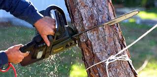 Reliable Lombard, IL Tree Removal Solutions