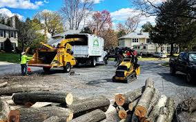 How Our Tree Care Process Works  in  Lombard, IL