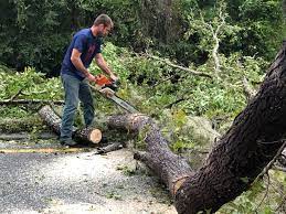 Best Hedge Trimming  in Lombard, IL