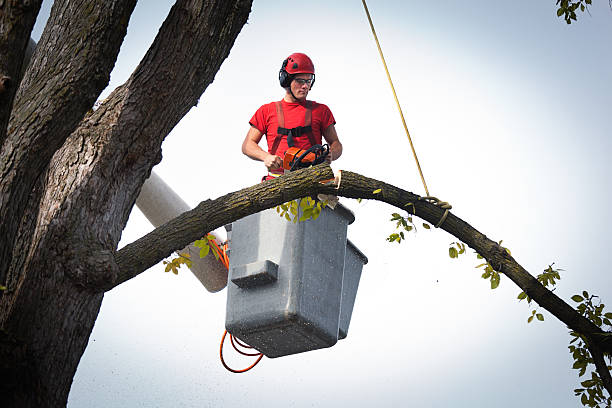 Best Tree Removal  in Lombard, IL